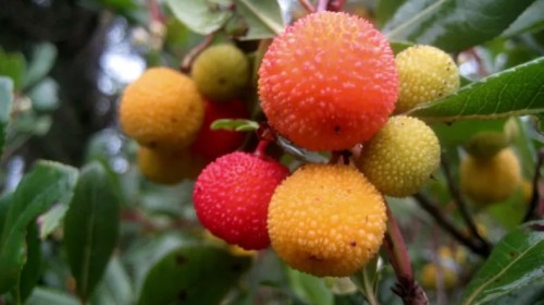 Κουμαριά, το δέντρο του Δεκέμβρη