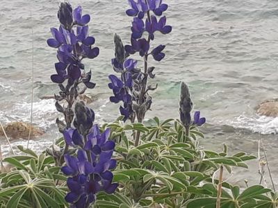 Λούπινο: Ένας ξεχασμένος θησαυρός της φύσης ‘στολίζει’ τους αγρούς της Ικαρίας