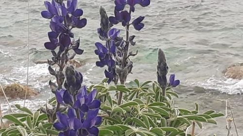 Λούπινο: Ένας ξεχασμένος θησαυρός της φύσης ‘στολίζει’ τους αγρούς της Ικαρίας