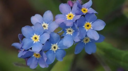 Μη με λησμόνει. Το λουλούδι των  ερωτευμένων…