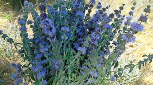 Φλισκούνι ή άγρια μέντα. Τα μυστικά του στην Ικαρία…