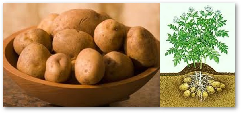 Πατάτα, Πατατούλα μου!!!