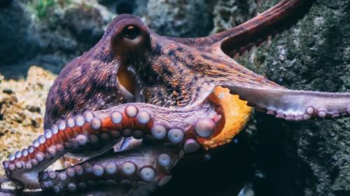 Αντικείμενο έρευνας η εκτροφή χταποδιού από το Ενωσιακό Κέντρο για τους υδρόβιους οργανισμούς